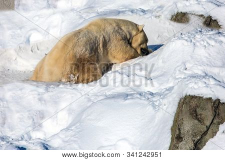  Huge polar bear plays in the snow. Snowy coniferous forest. Ranua zoo in Lapland. Animals are housed in natural conditions. The concept of active, winter, environmental and photo tourism