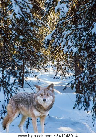 Gray polar wolf stands in the snow at the edge of the forest. Snowy coniferous forest. The concept of active, winter, environmental and photo tourism