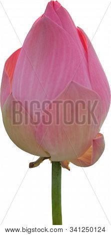 A Large Pink Bud Of A Lotus Flower. Isolated On A White Background.
