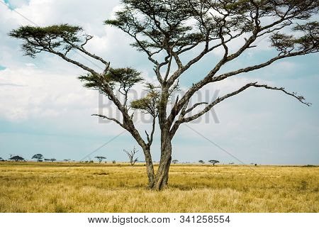 Golden Meadows In The Savanna Fields, Bright Sky.trees In The Middle Of The Field.with 1 Tree In The