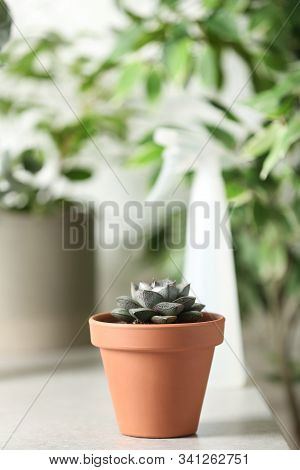 Beautiful Echeveria Plant On White Table At Home. Space For Text