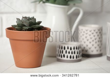 Beautiful Succulent On White Wooden Table, Space For Text. Home Plant