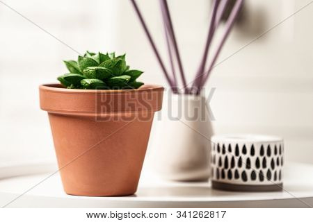 Beautiful Succulent On White Table, Space For Text. Home Plant