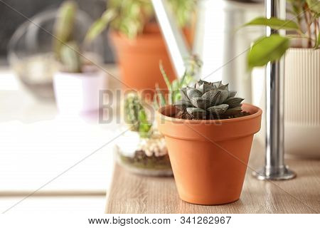 Beautiful Echeveria Plant On Wooden Table At Home. Space For Text