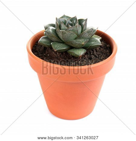 Beautiful Echeveria Purpusorum Isolated On White. Home Plant