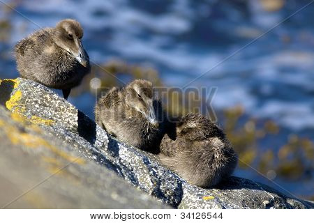 Famille canard