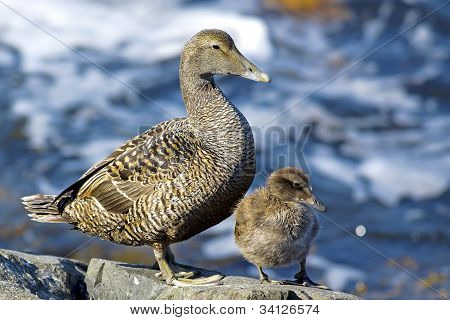 Famille canard