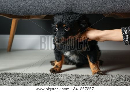Woman Hurting Dog At Home, Closeup. Domestic Violence Against Pets