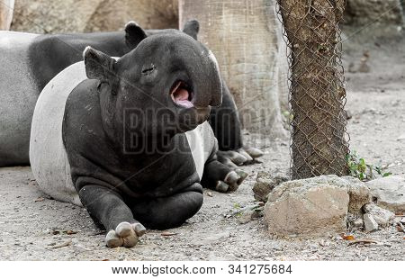 Cute Moment Of  Malayan Tapir Is Yawning