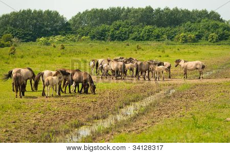 Mandria di cavalli Konik nella natura
