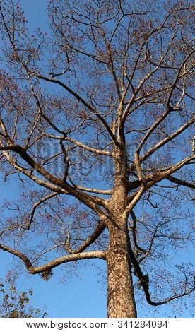 Old Cottonwood Tree With Red Flowers, Natural Background


Old Kapok Tree With Red Flowers