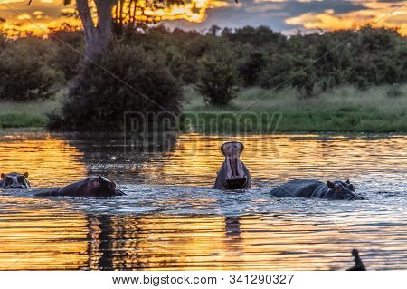 Hippo With Open Muzzle In The Water. African Hippopotamus, Hippopotamus Amphibius Capensis, With Eve