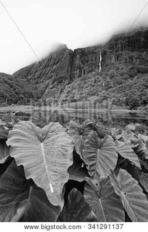 Pozo da Alagoinha, also known as Pozo Ribeira do Ferreiro, Azores, Portugal, Europe
