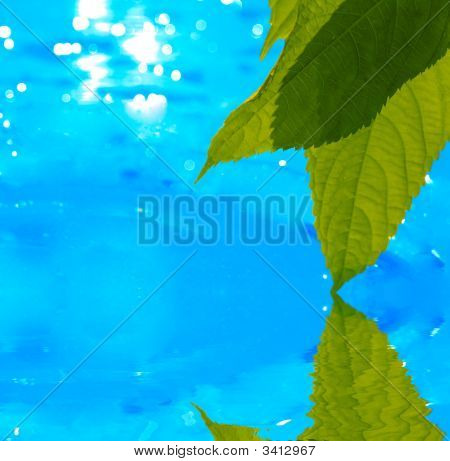 Feuilles reflétant dans l'eau