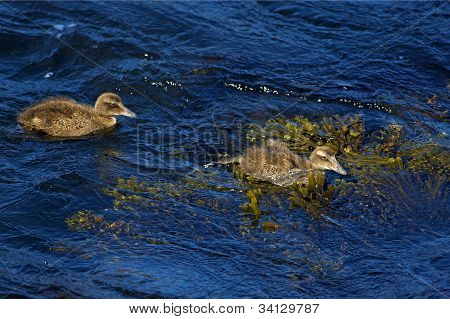Famille canard
