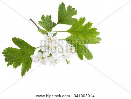 Blossoming branch of Hawthorn (May-tree) with white flowers and green leaves isolated on white background.  Close-up.