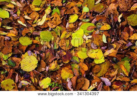 Autumn Leaves Color The Path To Monte Pau In Cogollo Del Cengio In The Province Of Vicenza, Veneto, 