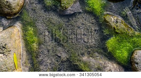 Green Moss Grows On Muddy Water Surface Of The Dried Up Riverbed In Late Summer,wide High Dynamic Ra