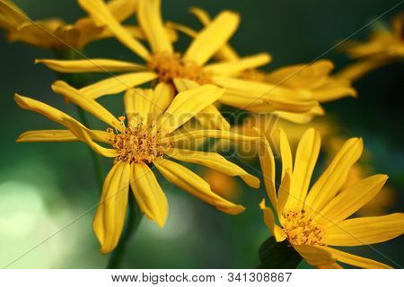 The Ligularis Dentata Plentifully Blossoms Yellow Bright Flowers.