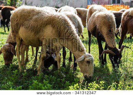 Sarda Breed Sheep In The Foreground Graze Among Other Sheeps On A Sunny September Day