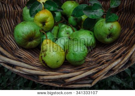 Green And Yellow Pears With Leaves In A Wicker Basket On Green Grass