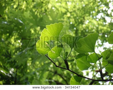 Ginko biloba blade