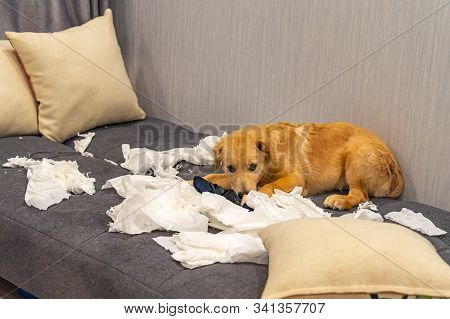 Guilty Golden Retriever Puppy Laying On Toilet Papers At Sofa