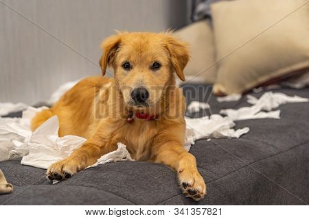 Guilty Golden Dog Laying On Sofa With White Tissue Papers