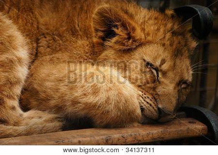 lionet mały śpi na ławce