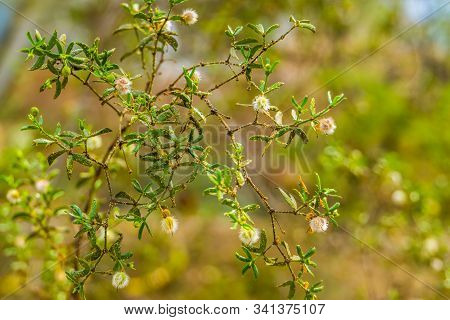 Closeup Of A Creosote Bush With Seed Heads, Tropical Plant Specie That Grows In The Deserts Of Ameri