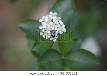 Bronze Beetle Sitting On Cherry Flowers Close-up. Can Be Used As Background Or Wallpaper. For Your D