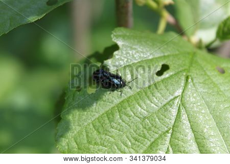 Two Leaf Beetle Beetles Sitting On A Leaf Of A Bush Close-up. Can Be Used As Background Or Wallpaper