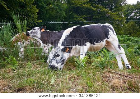 Herd Of Cattle Grazing On A Pasture In High Mountains.summer Rural View Of The Cows In The Paddock.b