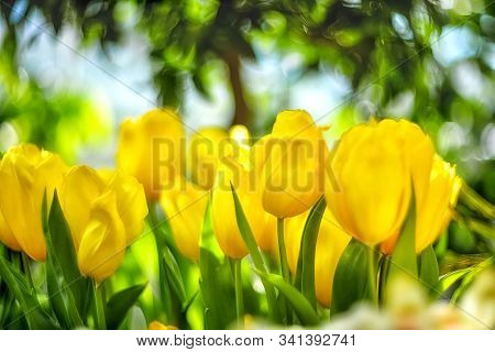 Beautiful Spring Flowers - Yellow Tulips On A Blurred Background With Bokeh