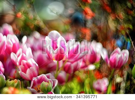 Beautiful Spring Flowers - Pink Tulips On A Blurred Background With Bokeh