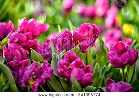 Beautiful Spring Flowers - Pink Tulips On A Blurred Background With Bokeh