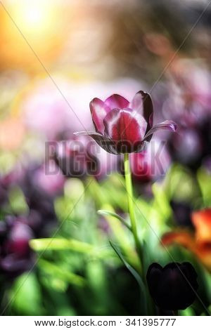Beautiful Tulip Queen Of The Night On A Blurred Background With Bokeh