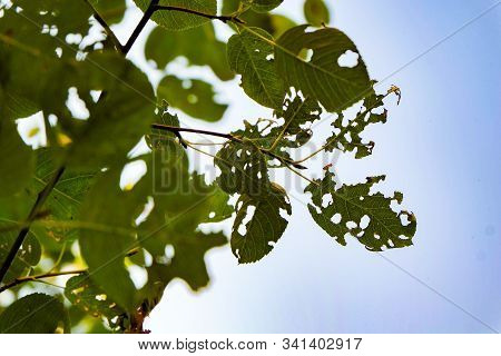 Leaves With Holes Eaten By Caterpillars Against The Sky