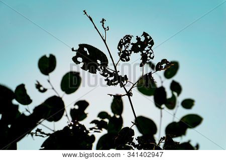 Leaves With Holes Eaten By Caterpillars Against The Sky