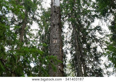 Fir Tree Trunk In The Dark Spruce Forest