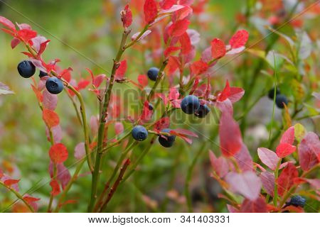 Blueberry Bush In The Forest. Wild Berries And Red Autumn Leaves