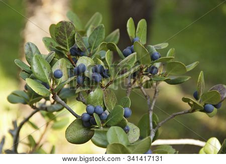 Rhaphiolepis Umbellate Branch With Blue Fruit In Daylight