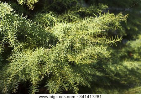 Cryptomeria Japonica Is An Evergreen Tree Of The Cypress Family.the Plant Is Also Called Japanese Ce