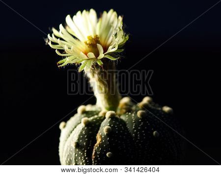 Shooting Little Cactus In The Sunshine Morning