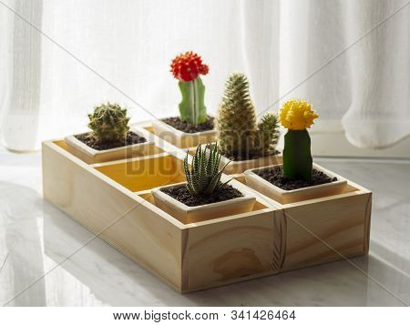 Shooting Little Cactus In The Sunshine Morning