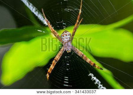 Orange Stripes Spider On Its Web Over The Green Leaves In Public Park