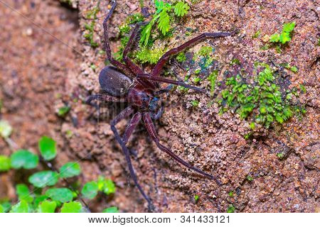 Brown Spider On Ground With Some Small Plant In Forest
