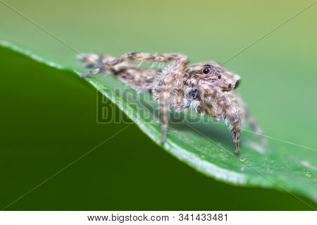 Brown Striped Spider Holding On Green Leaf In Forest