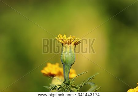 Beautiful Close Up Yellow Meridold Flower.yellow Merigold Flower Blooming In The Park,india