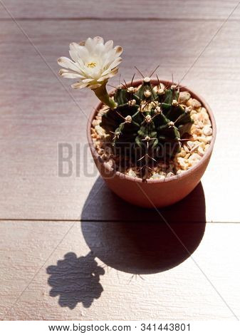 Shooting Little Cactus In The Sunshine Morning